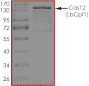 Product Element Image